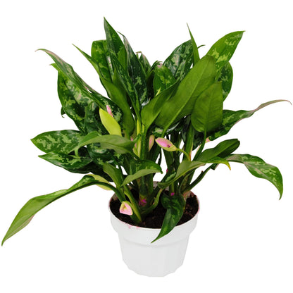 8 Pack Chinese Evergreen 'Maria' in 6in Pot - Live Tropical Houseplant - Easy to Grow | Air Purifying | Variegated | USA Growers | The Snobby Leaf