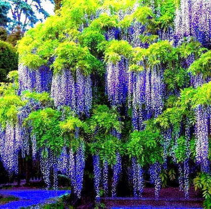 25 Wisteria Seeds Purple Flowers Blue Moon Wisteria Chinese Blue Wisteria sinensis Tree Fast Climber Flower Vine Hardy Plant