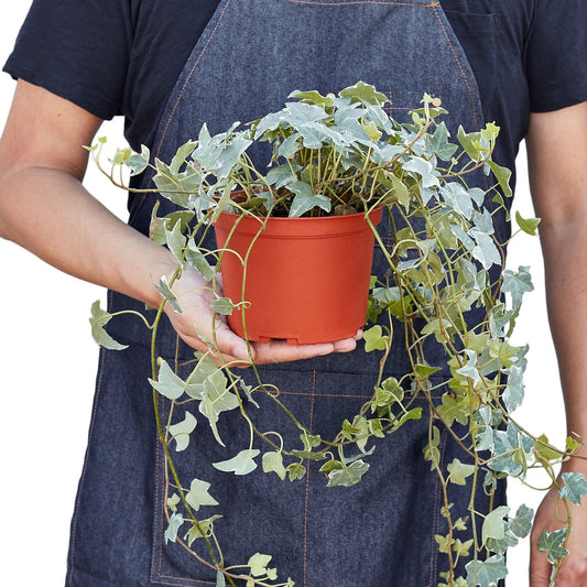 English Ivy Glacier | Live Plant for Indoor & Outdoor | for Living Room, Office, Bathroom | (3" Pot)