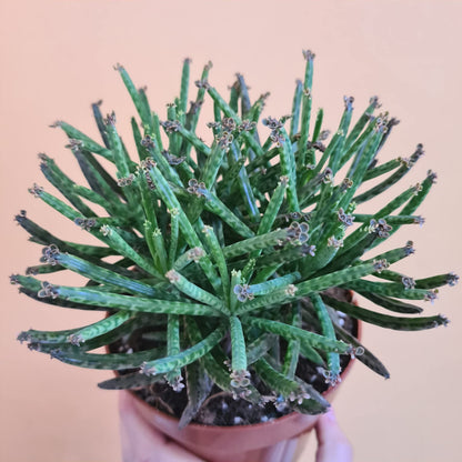 Kalanchoe Mother of Millions - Live Plant in a 2 Inch Pot - Kalanchoe Tubiflora - Beautiful Indoor Outdoor Cacti Succulent Houseplant