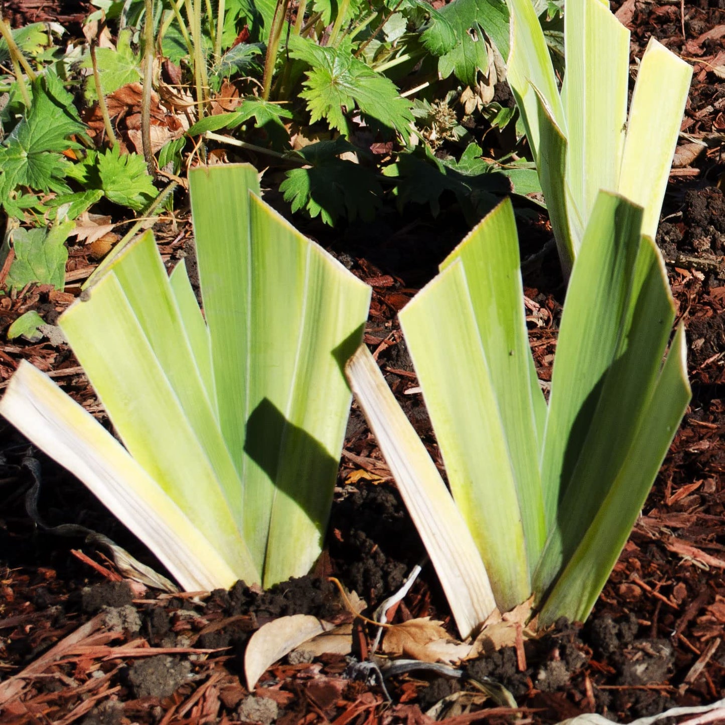 Gypsy Lord Tall Bearded Iris Plant Potted, Large Purple and White Flowers, Stargazer Perennials