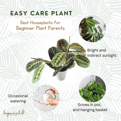 Hopewind Plants Shop, Red Prayer Plant, Red Maranta, Gorgeous Live Indoor Plant, Easy to Care and Rare Variety 4 inch Pot