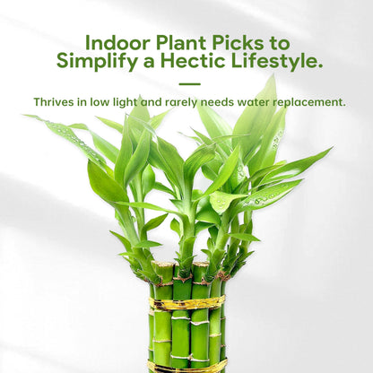 Lucky Bamboo Plants Live Indoor (10 Stalks, 8 Inch) - Fresh House Plants for Office Desk, Home Decor, for Positive Energy, Prosperity & Easy Care
