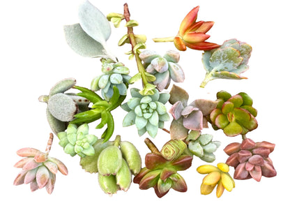 10 Mini Assorted Live Succulent Cuttings, No 2 Succulents Alike, Great for Terrariums, Miniature Gardens, and as Starter Plants. Live Succulents Plants for DIY Projects and Home Decor (10, Mini)