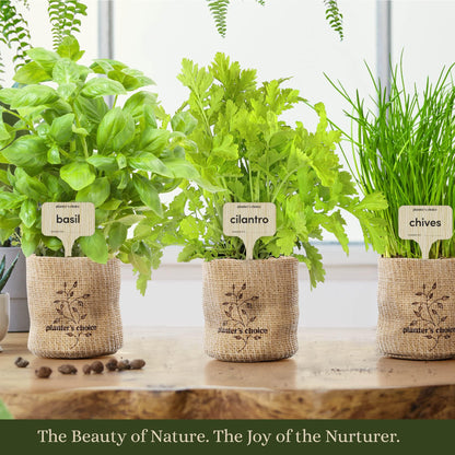 Planters' Choice Indoor Herb Garden Starter Kit - Coolest Gifts for Women - Birthday for Her - House Warming Gift New Home for Plant Lovers - Womens, Wife, Mom Presents - Gardening Herbs