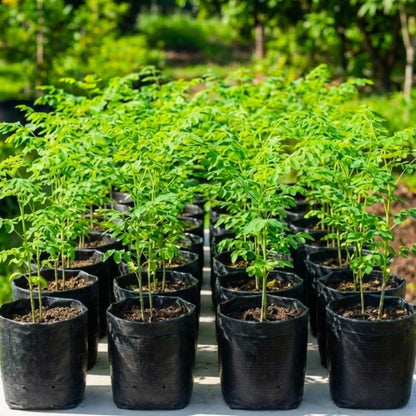 Sets 2 Live Malunggay Moringa Plants in One Pot for Planting, Oleifera Drumstick Horseradish Plants Live, 6 to 8 Inc Tall, Well-Rooted
