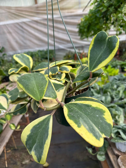 Hoya 'Sweetheart Variegated' | Live Plant for Indoor & Outdoor | for Living Room, Office, Bathroom | (3" Pot)