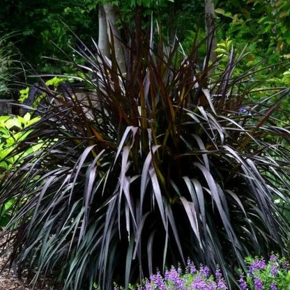 Set 3 Fountain Grass Plants Live Clumps for Planting Your Garden, 4-8 Inch Tall, Ornamental Grasses Live Plants Perennial (Mix Fountain Grass)
