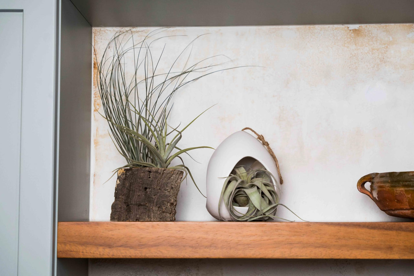 Large White Ceramic Hanging Pod with Two Assorted Air Plants - Live Tillandsia in Plant Holder - Wholesale and Bulk - Home and Garden Decor - Easy Care Indoor and Outdoor Plants South America