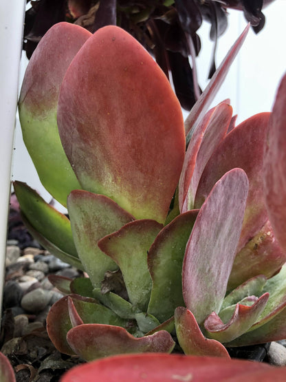 Blissful Kalanchoe Flapjack Succulent Live Plant 4–6" with 3 Leaves – Paddle Plant, Easy Care, Drought Tolerant, Indoor Outdoor Houseplant, Red Edged Leaves, Home Office Decor, Unique Gift