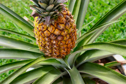Pineapple Plant - Live Plant in a 4 Inch Grower's Pot - Ananas Comosus - Starter Fruit Trees Ready for The Patio and Garden