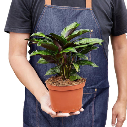 Calathea 'Beauty Star' | Live Plant for Indoor & Outdoor | for Living Room, Office, Bathroom | (6" Pot)
