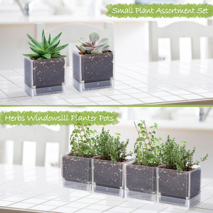 D'vine Dev 4 Inch Herb Planter Pots, Acrylic Planter with Drainage Holes and Saucer, Modern Decorative Gardening Pot for Indoor Plants, Herbs, Succulents, Clear, Set of 4, 76-Y-D-4