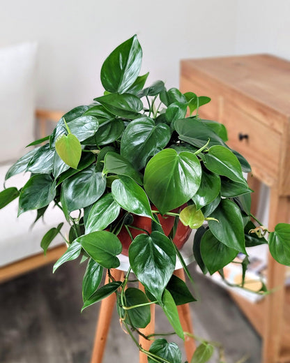 PlantVine Heart-Leaf Philodendron - Medium, Hanging Basket, Live Plant