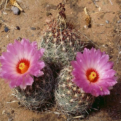 Glory of Texas Cactus (Thelocactus Bicolor) - Live Plant - Award-Winning Blooms - Attracts Pollinators
