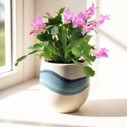 Wonderland Flora Thanksgiving Cactus, Pink Seasonal Blooms, Live Indoor Plant, Flowering Houseplant, Christmas Cactus, 4-Inch Pot, Holiday Decor, Pet Safe, Free Heat Pack