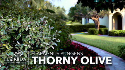 Elaeagnus Pungens I 30 Live Plants I Thorny Olive I Hardy Evergreen Shrub with Fragrant Blooms, Perfect for Hedges, Screening & Ornamental Garden Display