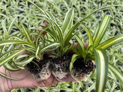 Spider Plant Variety Pack - 3 Variegated Spider Plants Live House Plants - Ocean, Hawaiian, Bonnie Curly - Perfect for Home Garden & Office Decor - Ideal for Indoor Air Quality & Easy to Care