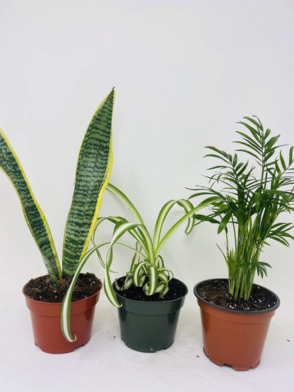 Jmbamboo - House Plant Collection - Parlor Palm, Spider Plant, Snake Plant
