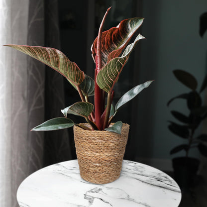 Green Circle Growers 5" Pink Bikini Plant in Seagrass Pot – Vibrant Live Houseplant for Home & Office Decor