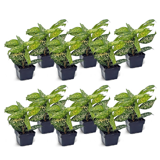 12 Pack Live Florida Beauty Golddust Spoted-Leaf Dracaena Surculosa, Variegated Indoor Potted Houseplant, Office Gift, Get Well Gift, Birthday Gift, Thank You Gift in 3" Pot