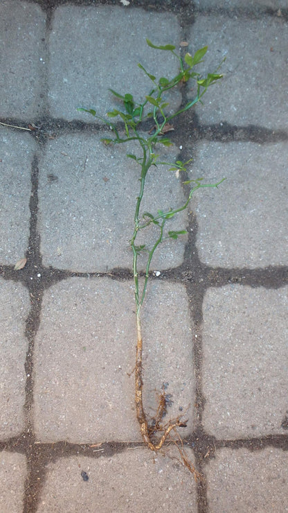 10-15" Tall Flying Dragon Plant 2 Years Old Trifoliate Orange (Poncirus trifoliata) bareroot