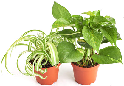 Shop Succulents Vining Collection Hand Selected, Air Purifying Easy Care Live Indoor/Outdoor Variety of House Plant in 4" Grow Pot, 2-Pack, 4-Inch