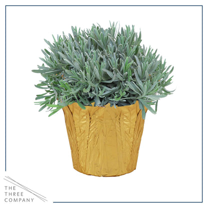 Live Aromatic and Healthy Herb - Lavender, Improves Sleep Quality, Wrapped in Deco Cover, 14" Tall by 6" Wide in 1.25 Quart Pot