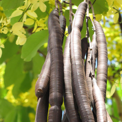 QAUZUY GARDEN 15 Golden Shower Seeds, Purging Cassia, Indian Laburnum, Pudding-Pipe Tree, Gold Rush Yellow Cassia Fistula Flower - Attract Pollinators - Showy Tree Accent