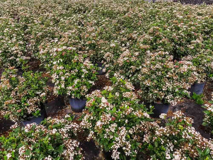 Spring Bouquet Viburnum 3 Gallon