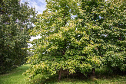 Hazelnut Tree - Produces Nuts - Live Plant Shipped 3 Feet Tall by DAS Farms