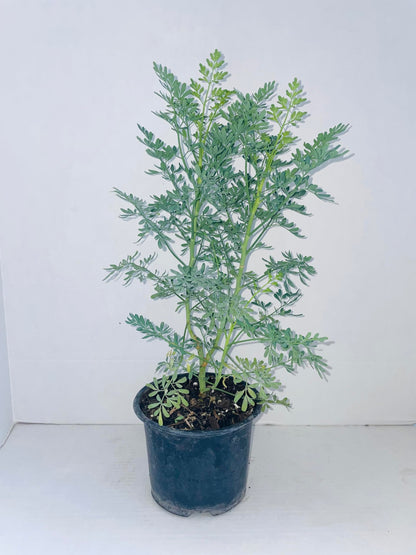 Plant - Common Rue (Ruta graveolens) Herb of Grace - Ship in 3" Pot with Soil…5" to 7" Height