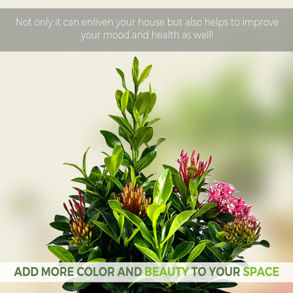 LEAL PLANTS ECUADOR Ixora Dwarf Pink (Pack of 2) | Vibrant Dwarf Pink Ixora Shrubs | Evergreen Indoor Plant |Low-Maintenance Natural Décor for Home & Garden | Live Tropical Plant | Flower Plants