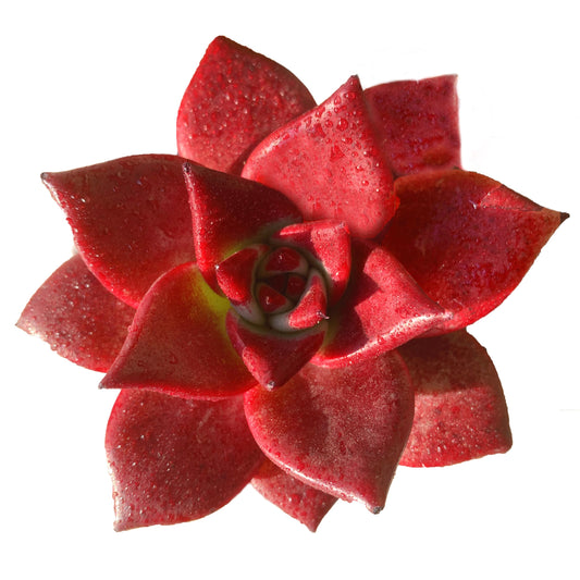 FWPP Live Succulents Plants Echeveria Agavoides v Romeo Rubin 3 inches,Rare red Succulents Bare Root Without Pot Soil, Live Plants Indoor Office Decoration Wedding and Gift