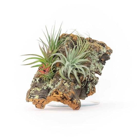Medium Natural Cork Bark DIY Kit with Four Assorted Air Plants, Glue and Hook - Live Tillandsia Succulent House Plant - Wholesale and Bulk - Home and Garden Decor - Easy Care Indoor and Outdoor Plants
