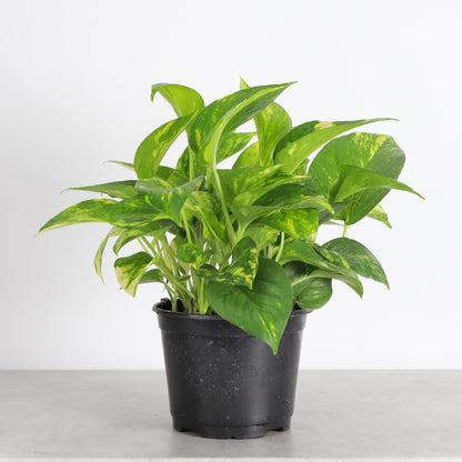 Thorsen's Greenhouse Golden Pothos, Live Indoor Vining Plant, Easy to Grow, Variegated Houseplant, Natural Air Purifier (Nursery Pot, 6-inch Pot)