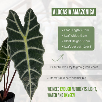 LEAL PLANTS ECUADOR Alocasia Amazonica| Elephant Ear Plant| African Mask Live Green House Plant