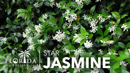 Star Confederate Jasmine | 1 Live 4 Inch Plant | Trachelospermum jasminoides | Flowering Vine Plants | Evergreen Ground Cover for Landscaping