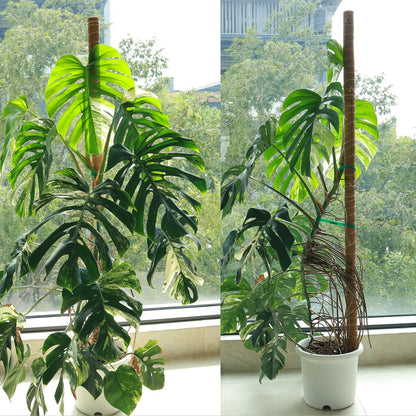 Moss Pole for Plants 4 Pack Natural Coco Coir Climbing Support Stakes with Plant Ties Indoor Monstera Plant Training Extension Poles 7.9inch Each Total 31.6 inch