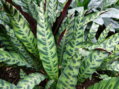 Rattlesnake Plant - Calathea lancifolia - Easy House Plant - 2.5" Pot