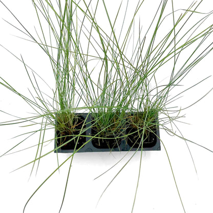 3 Pink Muhly Grass – Ornamental Perennial Grass with Cotton-Candy Pink Plumes for Borders & Mass Planting (Muhlenbergia capillaris) in 2.5″ Cubes, Live Plants