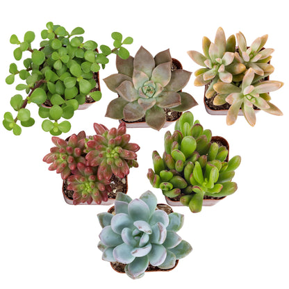 Altman Plants Specialty Live Succulent Plant (6 Pack), No Duplicates, Assorted Succulents Featuring Unique Colors & Shapes, 2 in Pots