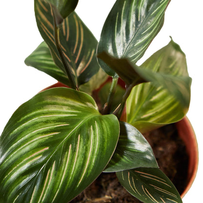5 Pack Calathea 'Beauty Star' in 4in Pot - Live Plants Tropical Houseplants | Variegated | USA Growers | The Snobby Leaf