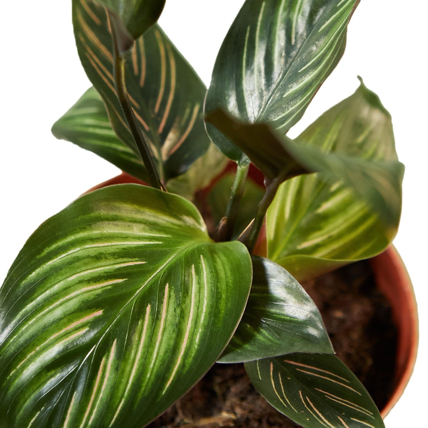3 Pack Calathea 'Beauty Star' in 4in Pot - Live Plants Tropical Houseplants | Variegated | USA Growers | The Snobby Leaf