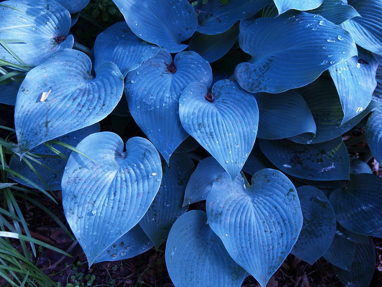 Halcyon Hosta - Gorgeous Medium Size Deep Green/Blue! - Live Plant - Quart Pot