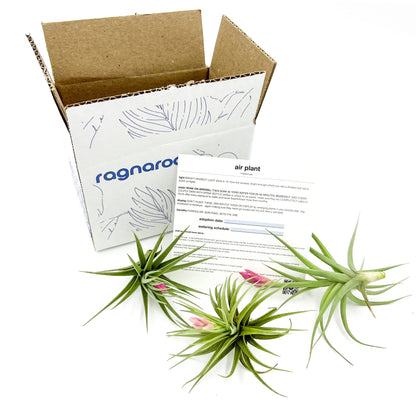 Air Plants - Flowering Tillandsia Aeranthos, Large 3-5" - 3ct - Live Arrival Guaranteed - House Plants for Home Decor & Gift