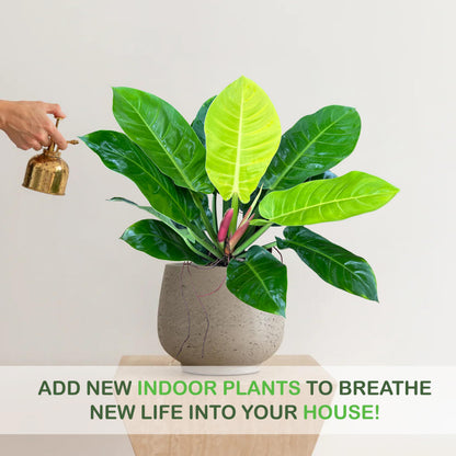 LEAL PLANTS ECUADOR Philodendron Moonlight, Neon Foliage & Easy-Care Nature, Tropical Houseplant, Natural Air Purifier, Perfect for Home Decor, Unique Gift for Plant Lovers