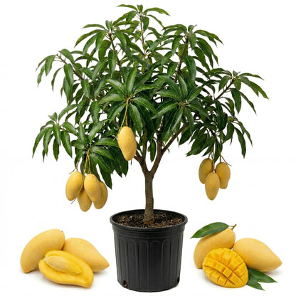 Grafted NAM Doc Mai Mango Tree Live Plant | 2.5–3 Ft Tropical Fruit Tree for Planting | Sweet, Low-Fiber Mango Variety for Home Gardens | No Ship to CA,HI,AK