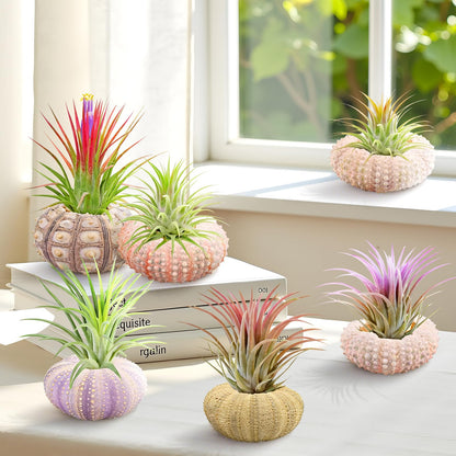 Woosytoo Hanging Air Plant Holders 6PCS – Mini Sea Urchin Shell Hanger Pots for Tillandsia & Succulent Display, Coastal Home & Garden Wall Decor, Indoor Outdoor Hanging Planter Set
