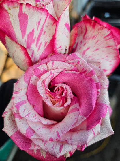 Ma Cherie Roses, Magic Times Rose Bush, Rose Bushes Ready to Plant, 2 Quart Pot, Live Plants Outdoor, Plant Gifts, Roses, Rare Plants
